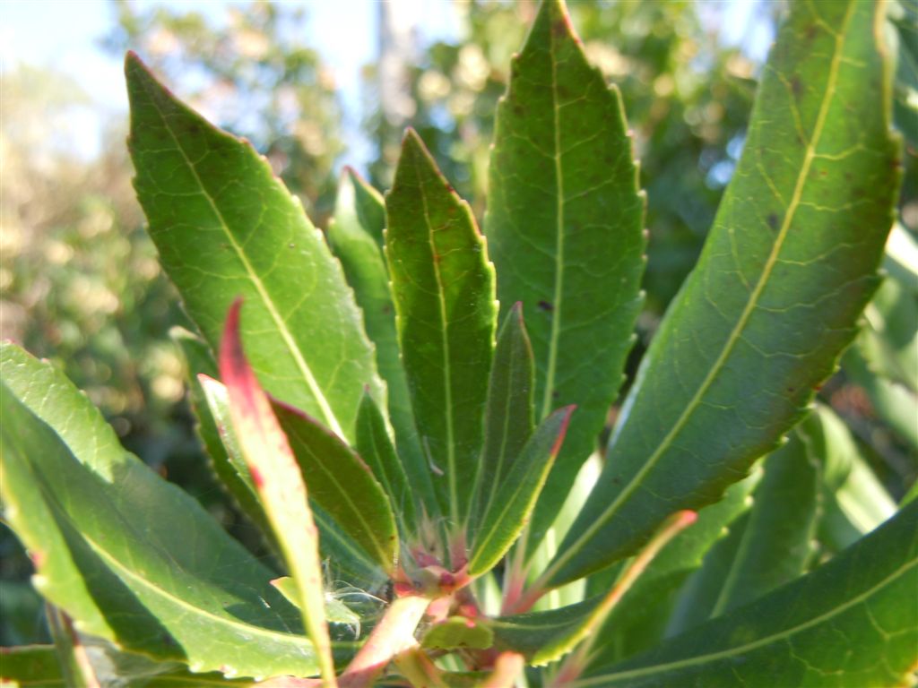 Campanelle a grappoli - Arbutus unedo